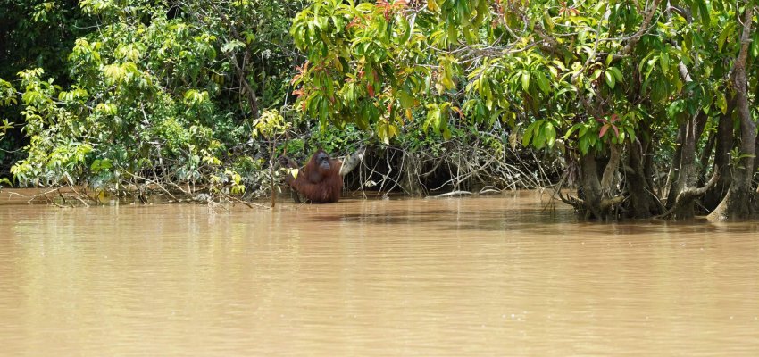 Orangutan di Pulau Salat