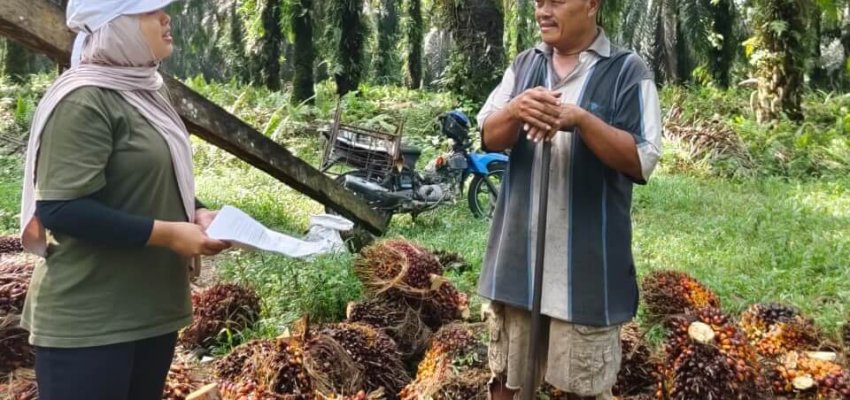 Devi Kurniasari Staf Asosiasi Petani Kelapa Sawit Swadaya Mandiri, di Desa Sungai Buluh Kecamatan Singingi Hilir Kabupaten Kuantan Singingi, Riau.