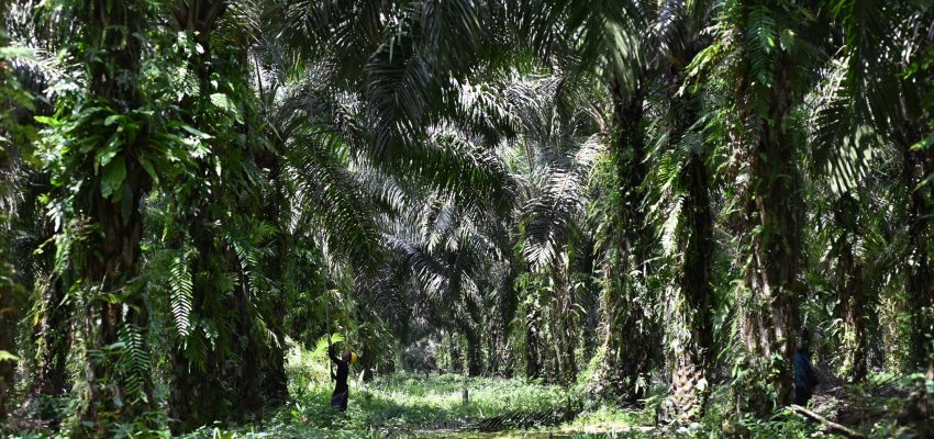 Kebun Sawit