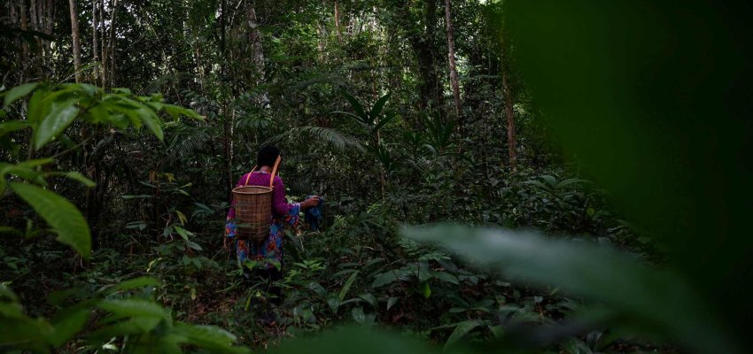 Hutan Tam Tam