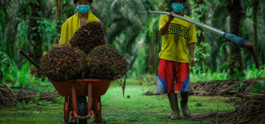 Petani Sawit
