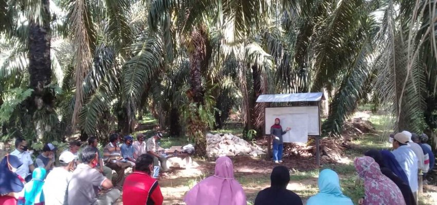 Sekolah Lapangan KSU Pantun Sejahtera