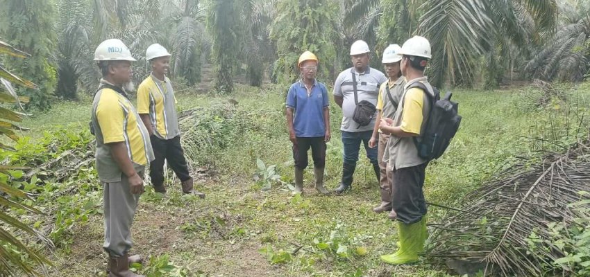 Petani sawit rakyat.