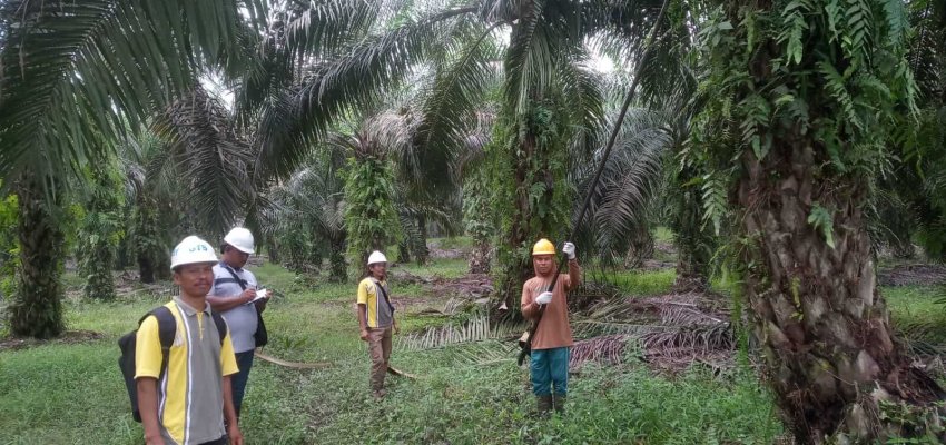 Petani KUD Marga Makmur tengah melakukan audit untuk sawit berkelanjutan.