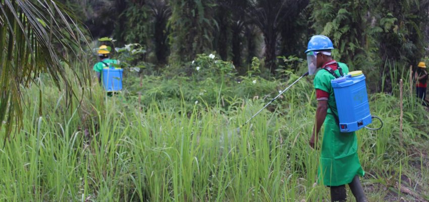 Pelatihan anggota APKSM untuk menanggulangi gulma pengganggu