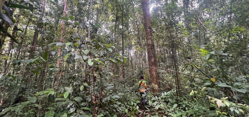 Hutan Asam Besar PPMH
