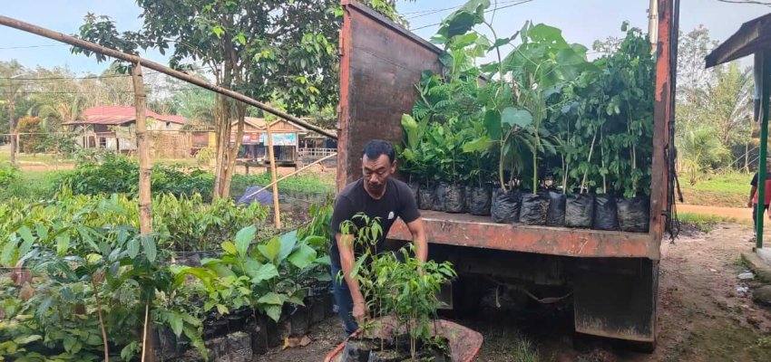 Pengiriman bibit tamanan oleh petani sawit swadaya