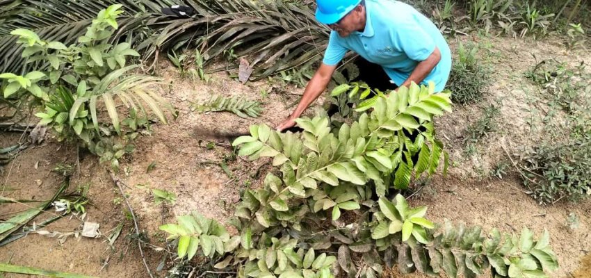 Tanam Pohon