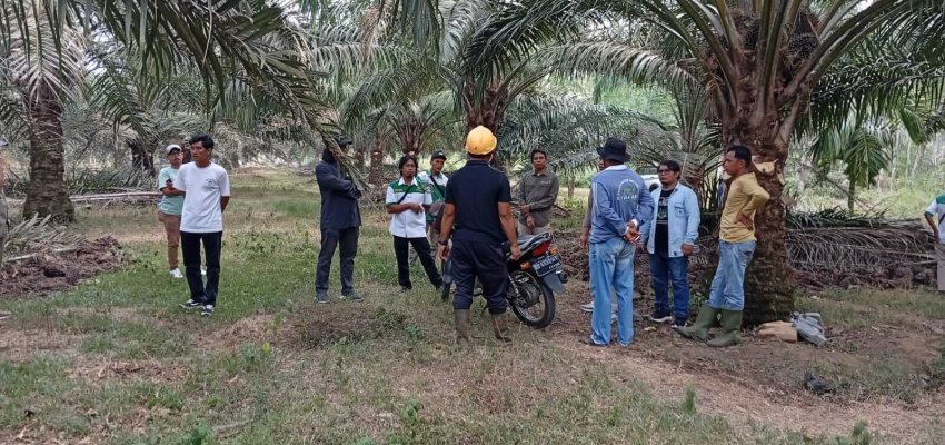 Kebun Perkumpulan Petani Sawit Rimbo Ulu (PPSRU),
