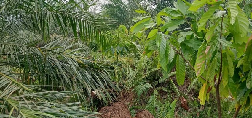 Tumpangsari Coklat di Kebun Sawit