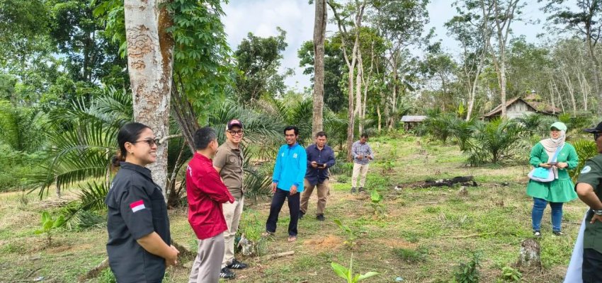 Tanam pisang di sela kebun sawit replanting