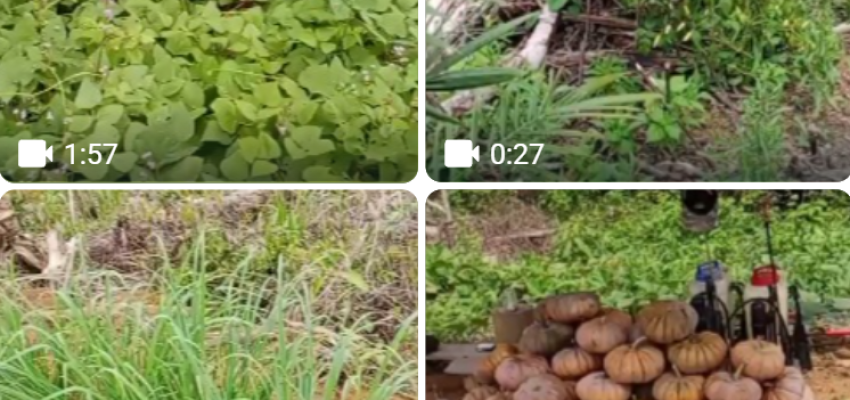 Tumpang Sari Sayuran, labu, kacang tanah dan komak petani sawit swadaya.