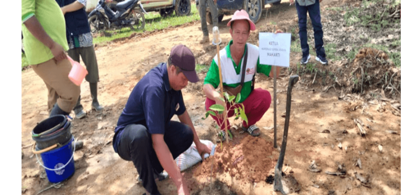 Kegiatan menanam pohon koperasi makarti.