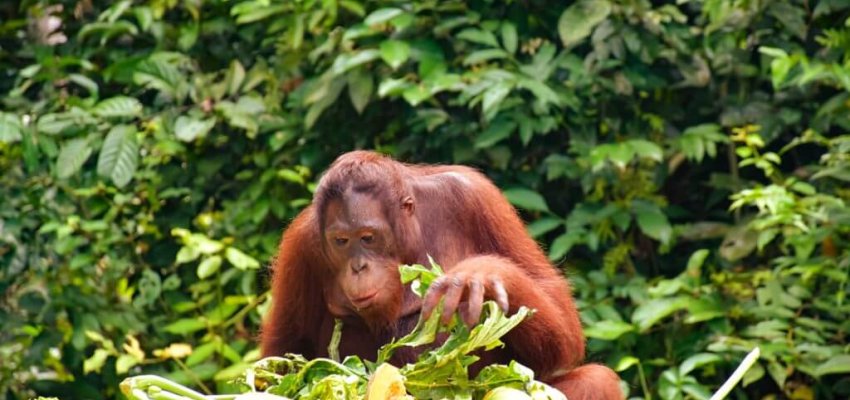 Orangutan. (APKSM)