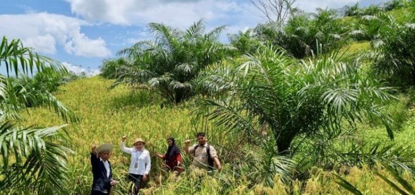 tanaman padi di kebun peremajaan sawit