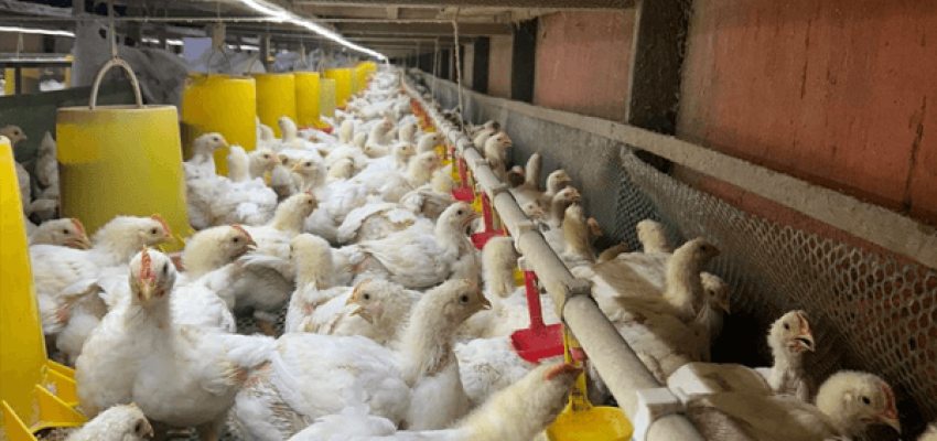 Peternakan ayam di area kebun sawit