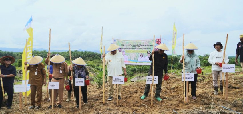 Tanam Padi Gogo di Kebun Sawit.